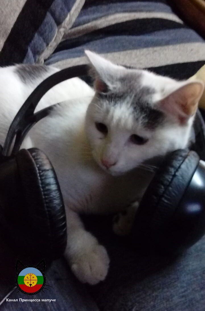 Кот Чуга позирует с наушниками