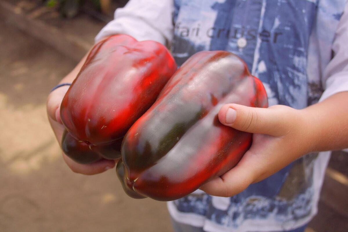 Большие и очень вкусные перцы