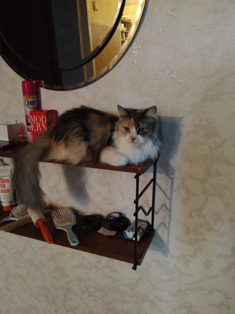 Проверяет в прихожей, кто куда ходит