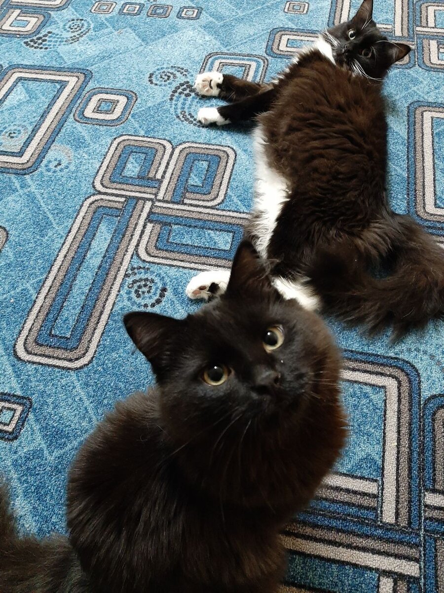 Ветер (чёрно-белый) и Вечер (чёрный)