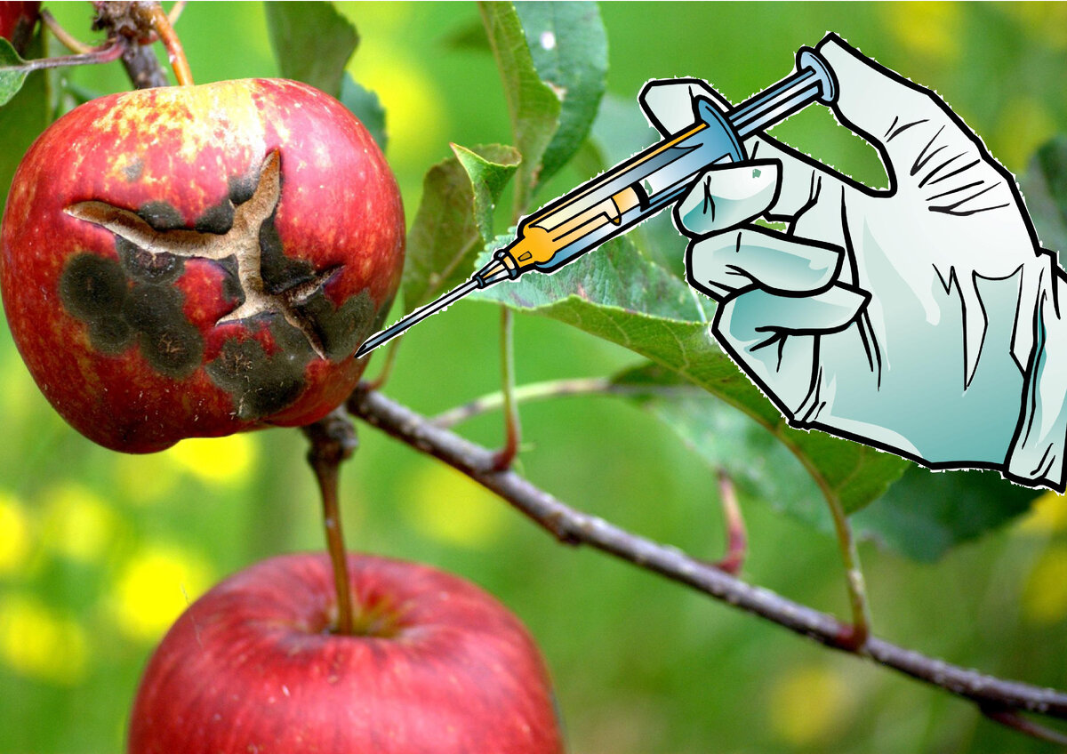 Чем обработать яблоню от парши весной. Парша на яблоках. Обработка яблонь от парши. Лечим яблоко.