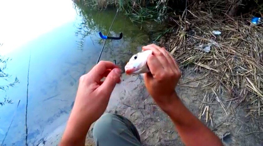 поймал карася за нос