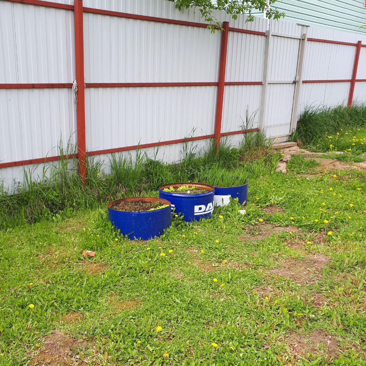 Грядка из бочки занимает мало места и очень мобильны. Можно ставить каждый год в новом месте.