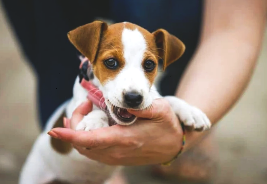 Собака может кусаться  не только нападая