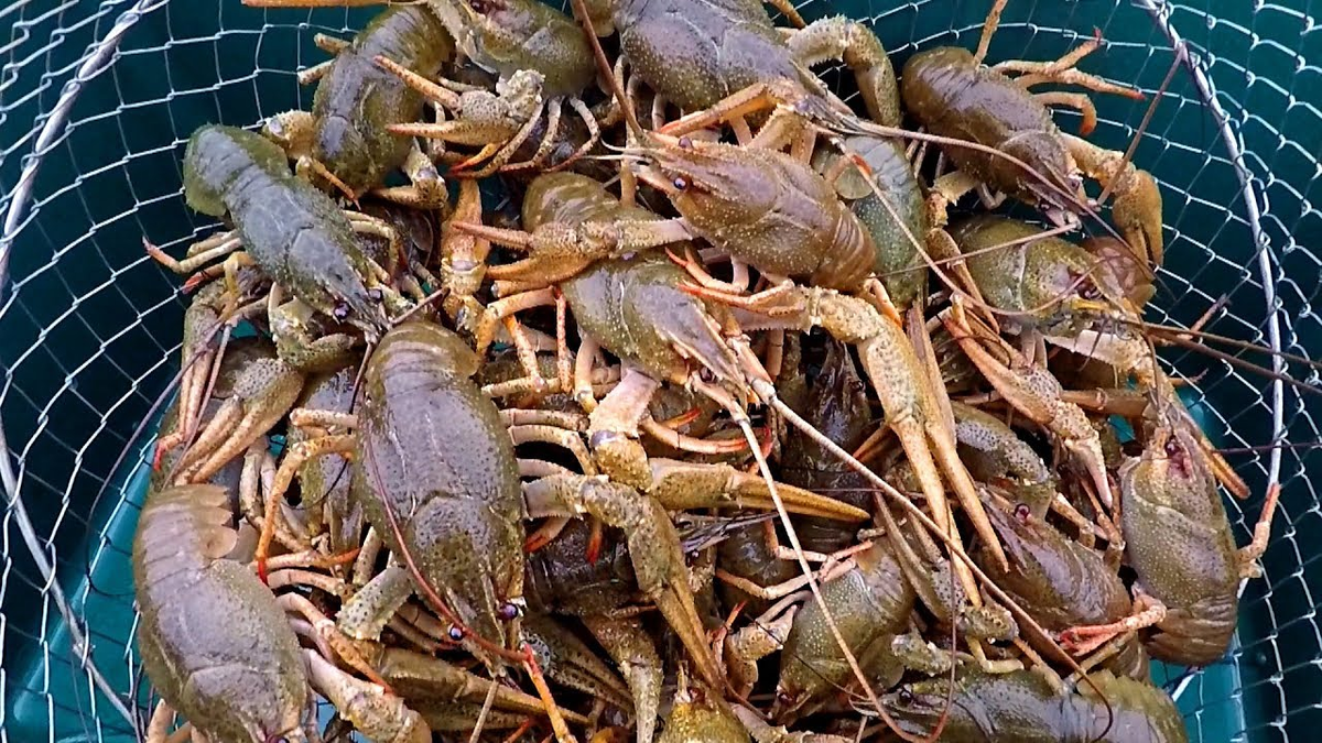 Раки живут в пресной воде. HFRS. Ракообразные в Волге. Пресноводные рачки. Рачки в Волге.