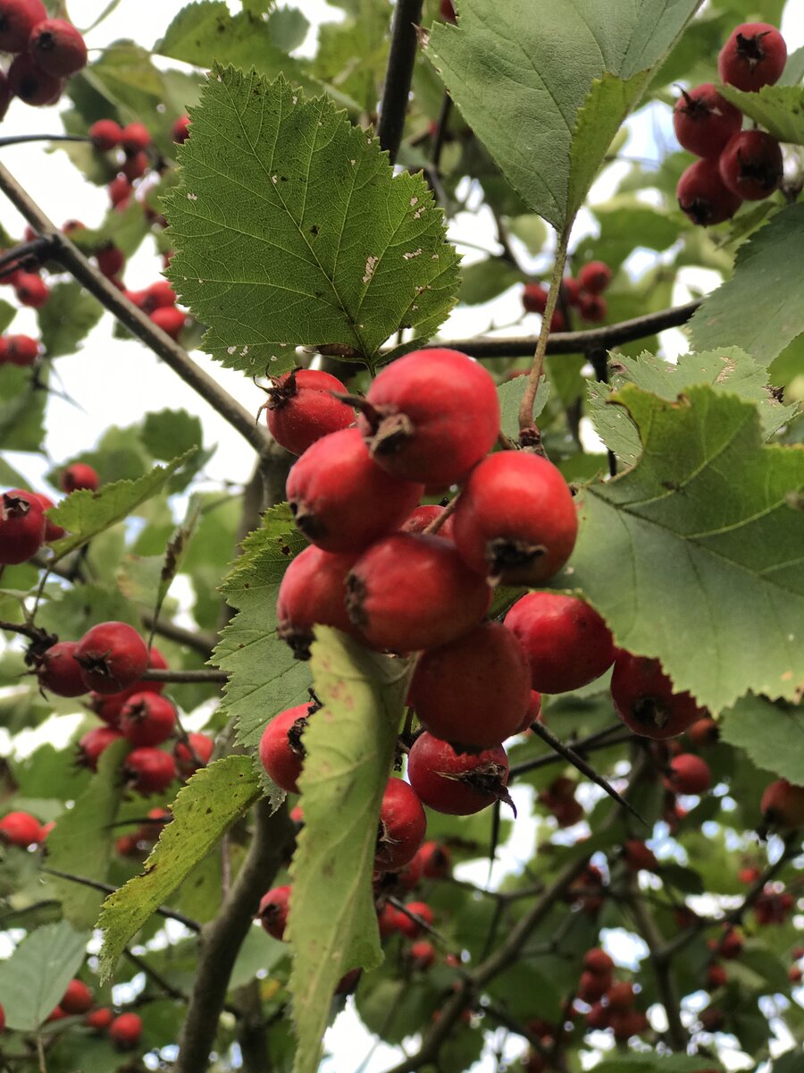 Фото: Эльмира Исянова. Боярышник, 2021 г.