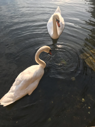 Москва. Лебеди на Патриарших прудах. Фото А.Троилиной 