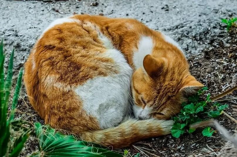 Фото какого-то бездомного кота для обложки. Источник: https://clck.ru/YFhQA