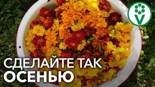 Не выбрасывайте бархатцы! Они помогут эффективно избавиться от болезней и вредителей!