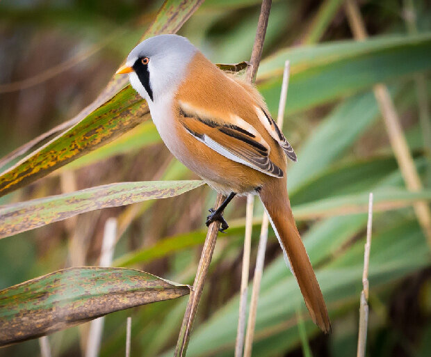 Усатая синица (Panurus biarmicus)