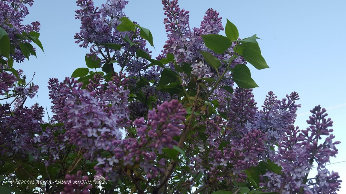 А вы загадывали желания с помощью цветов сирени? (фото из личных архивов Светланы Аюповой)