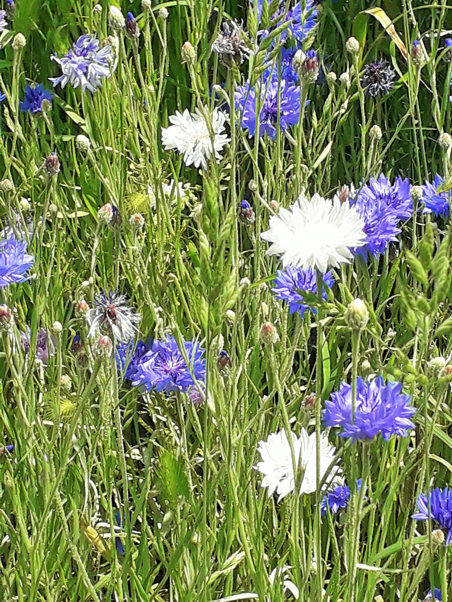 Васильки - синецвет