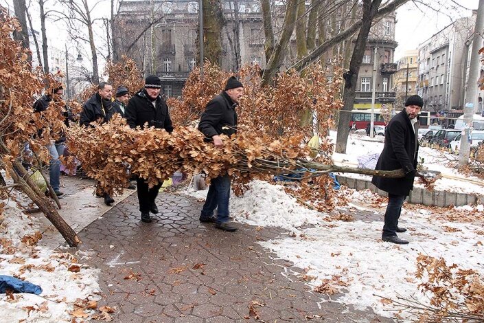 Накануне Рождества все сербские мужчины совершают вылазки за бадняком/ © pulserbia.ru