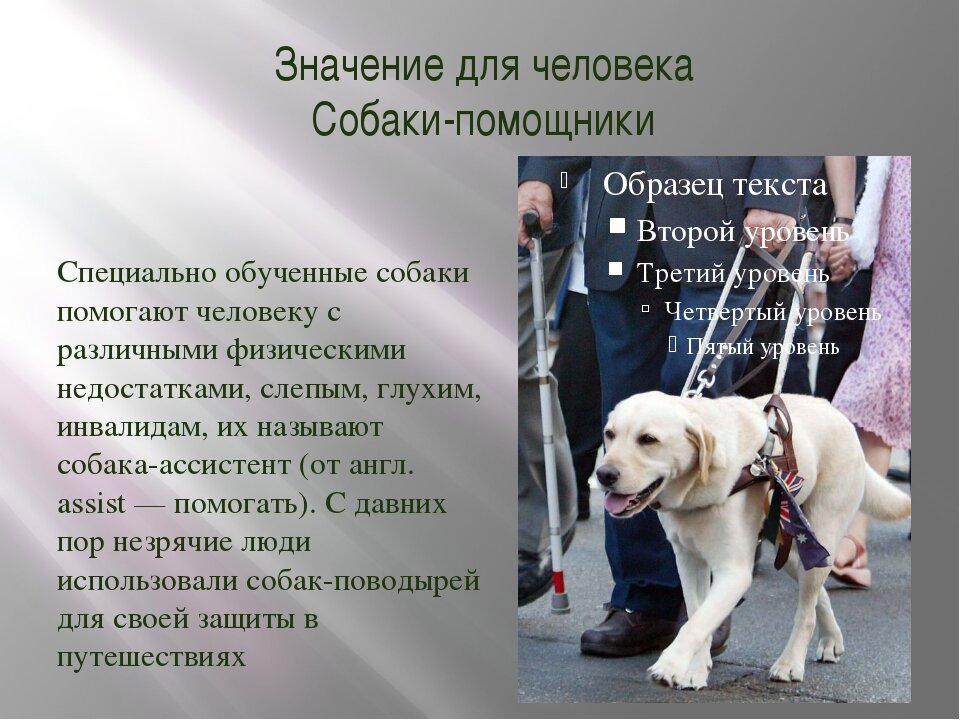 Собака в жизни человека проект
