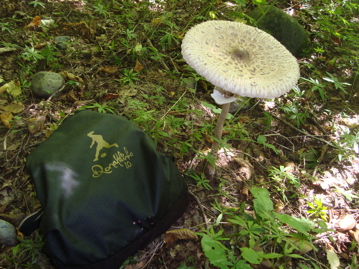 Псебай. Урочище Умпырь. Сентябрь 2021 г. Супер грибочек.