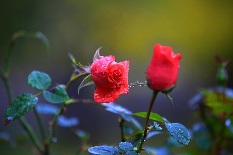 Фото взято с https://pixabay.com/ 