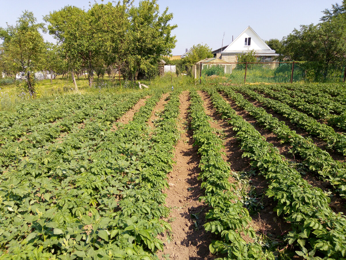 Наш прошлогодний картофель (слева еще не прополотые ряды)Наш прошлогодний картофель (слева еще не прополотые ряды)