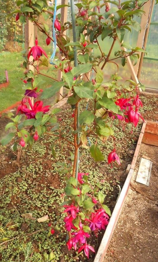 Октябрьское фото, фуксия уже отцветает, жалко оставлять растение замерзать, но нет выхода.