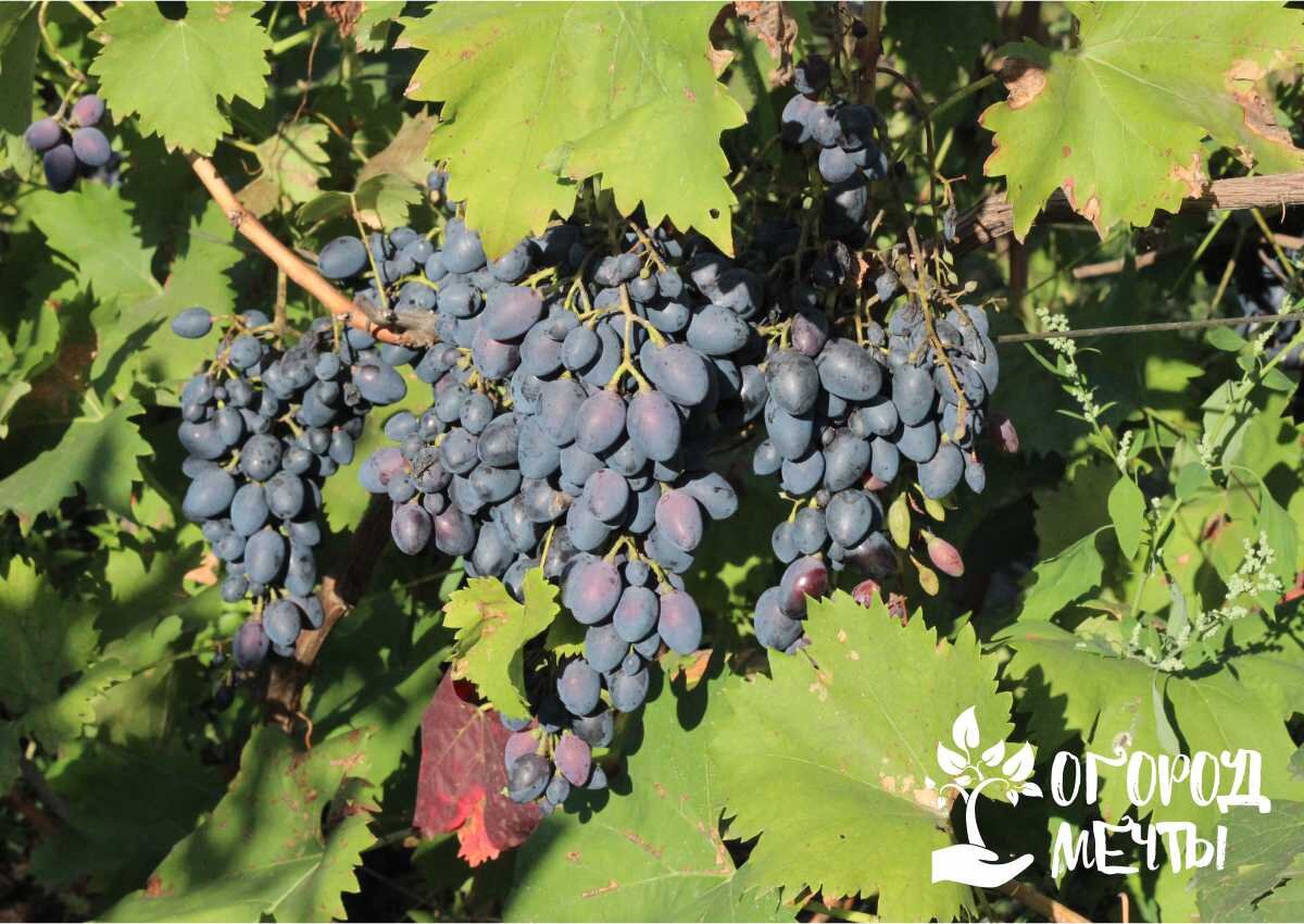 Сорта винограда – столовые, винные и просто вкусные! Лучшие арочные сортавинограда для дачи