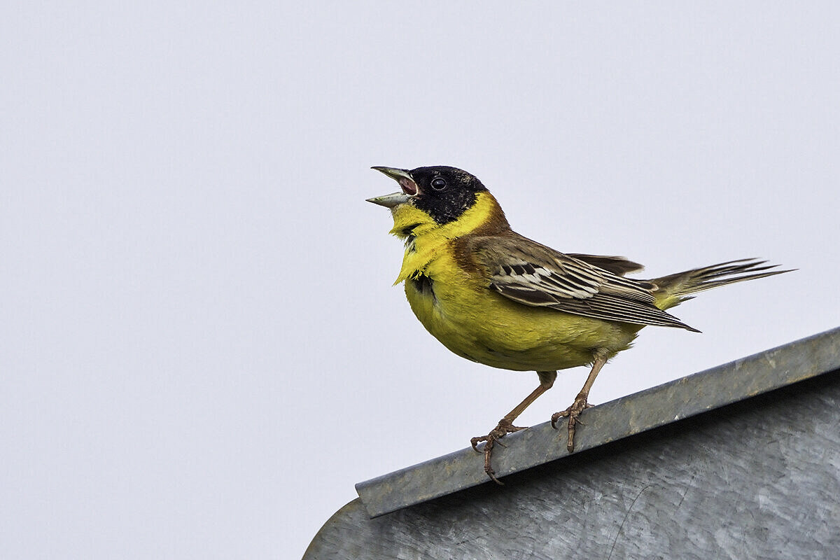 Черноголовая овсянка