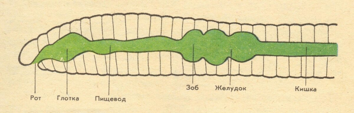 Какая система органов дождевого червя выделена на рисунке темным цветом