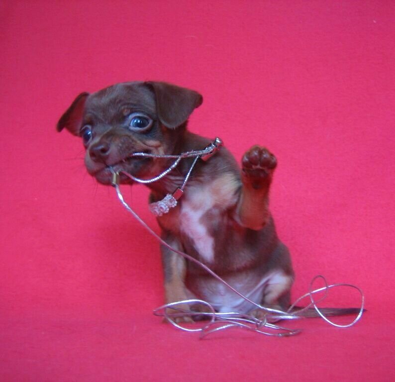 Я конечно не фотограф  , но делать фото своих щенков и собак не просто люблю, а обожаю. Это что то сродни - " Остановись мгновенье,ты прекрасно ! " Для меня каждое фото и видео это какая то история, какой то неповторимый эпизод из нашей жизни. Вот было и уже никогда не повторится. Время летит, а я могу вернуться назад, вспомнить чьё то рождение, какой то смешной эпизод .Вот например этот малыш той -терьера с фото , никак не мог найти свои ручки. Смешной, смышлёный, а почему то не везло и всё. А тут делаем новые снимочки,  он так берёт ринговочку в зубки и поднимает лапу - " Мол, привет,хозяйка  ! " И ведь нашлась, нашлась та самая единственная, которую ждали.