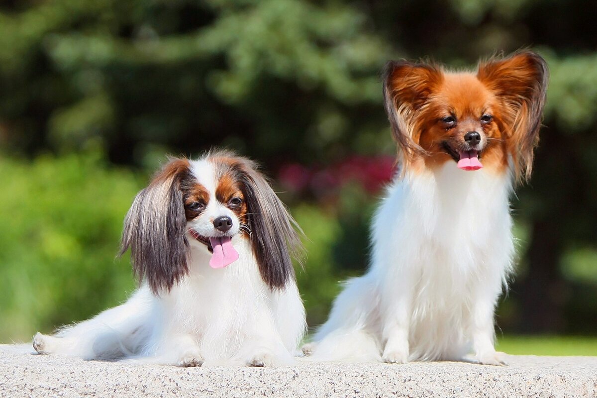 Фален (слева) и папильон (справа) (Фото: https://www.dailypaws.com/dogs-puppies/dog-breeds/papillon)