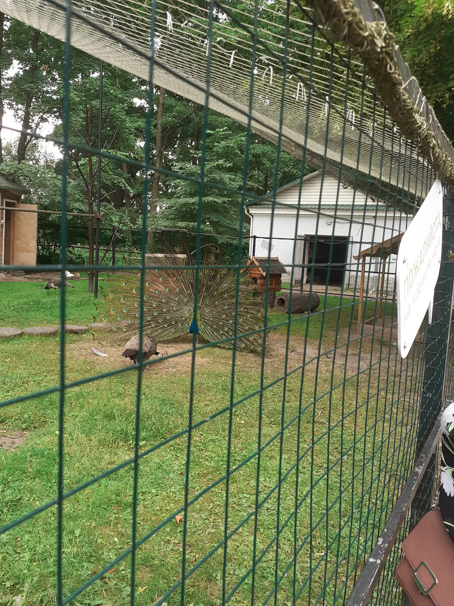 Павлин и Пава.