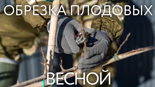 Обрезка плодовых деревьев. Весенняя обрезка яблони, сливы, груши.