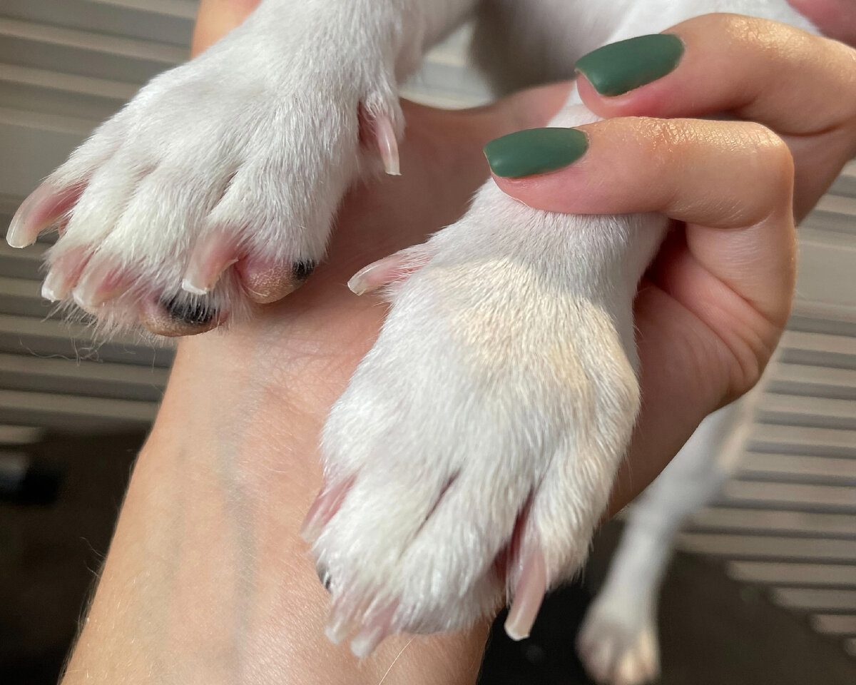 Красивые когти. 