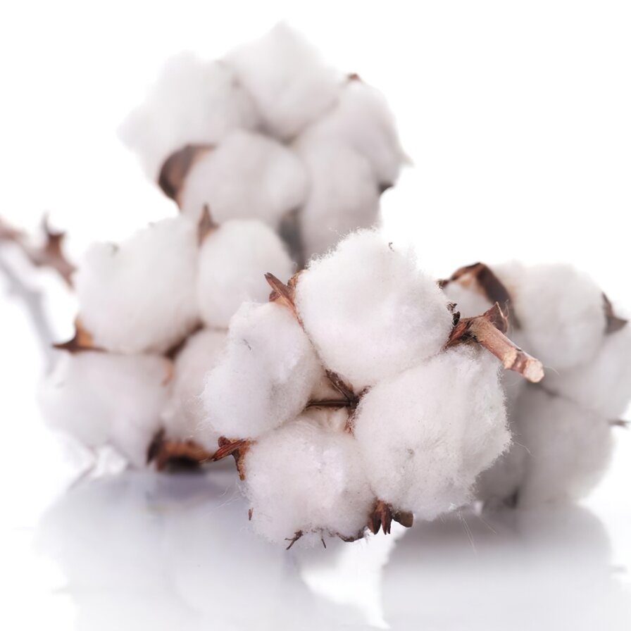 Хлопок является одним из самых популярных материалов в мире