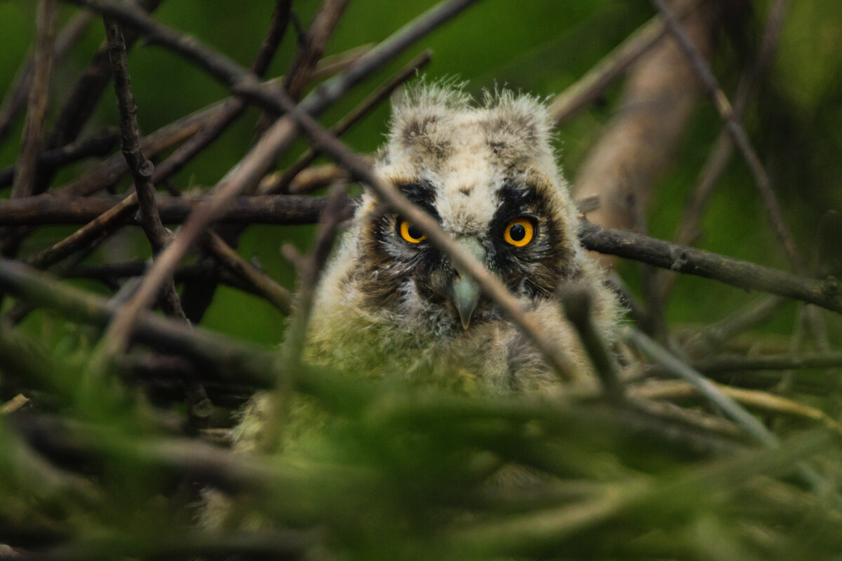 Птенец ушастой совы в гнезде.