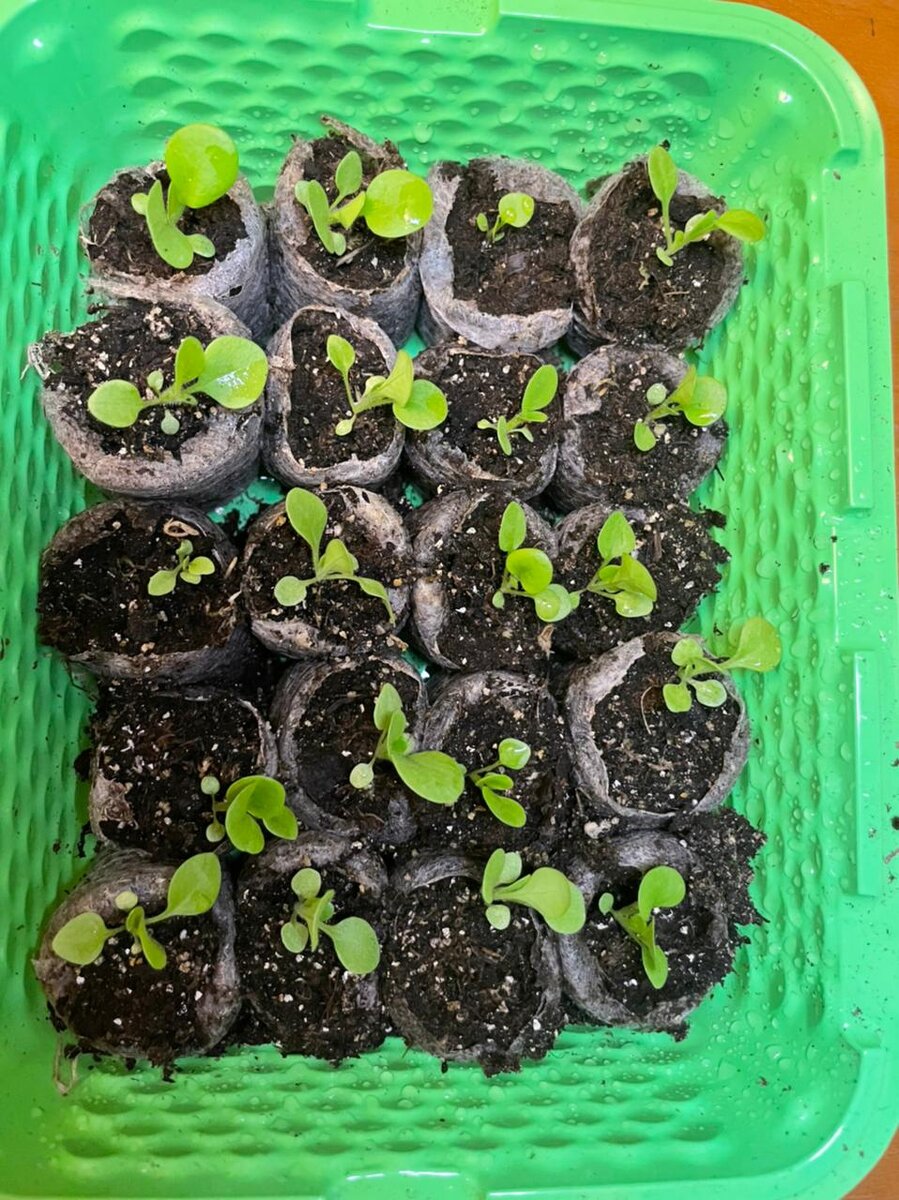 15 апреля, неделю спустя. Растут, но все-таки медленнее, чем хотелось бы. 

