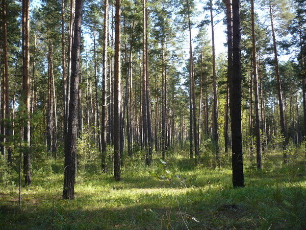 Кудряшовский бор, НСО. Фото из личного архива