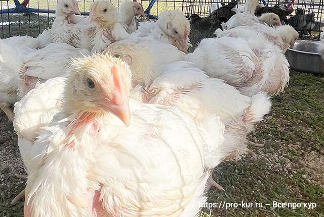 Кормление бройлеров в 1 месяц в домашних условиях для начинающих 🐔