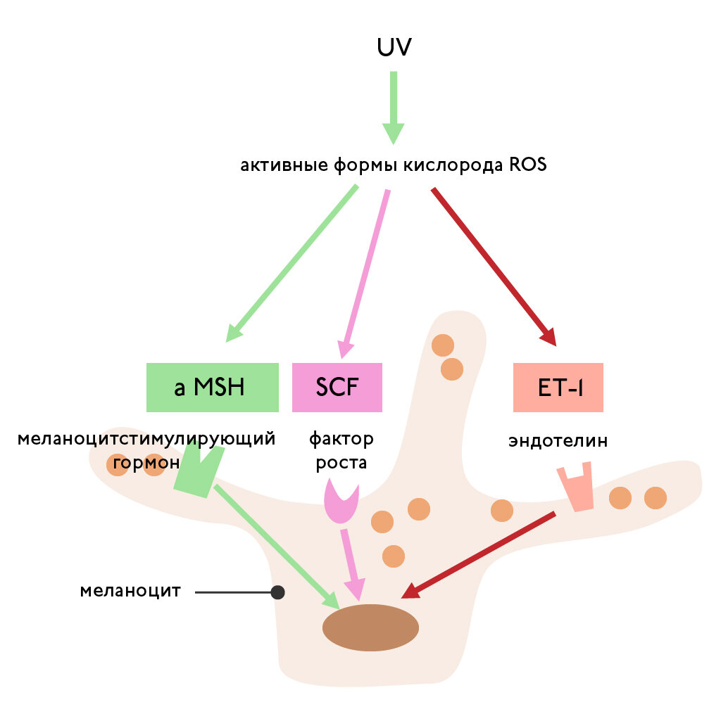 Рисунок 1. Накопление меланина под воздействием солнечных лучей