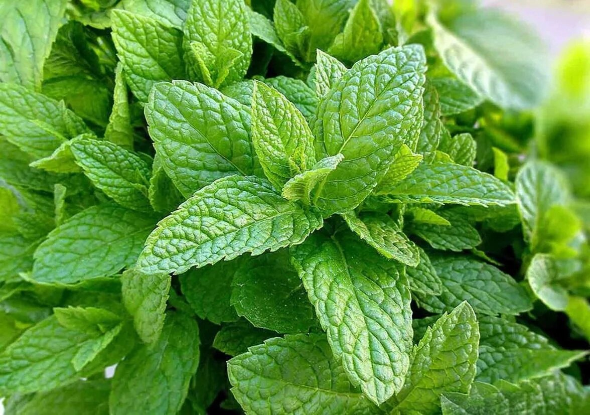 Мята фото цветов. Мята перечная (Mentha piperita). Мята перечная - Mentha piperita l.. Мята Барбарисовая. Мята перечная Méntha piperíta.