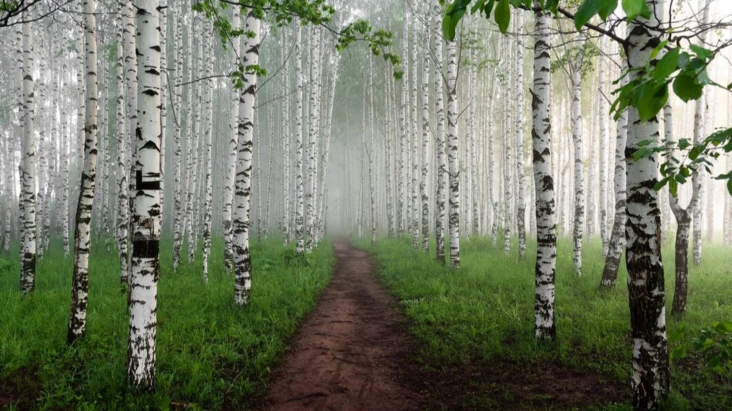 Природа просыпается весной, и начало лета это период активного набора сока растениями и деревьями.  Фото: pexels.com 