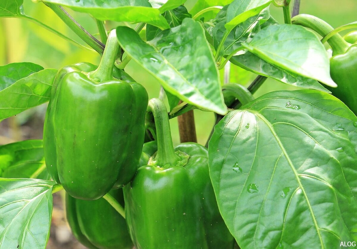 Фотография взята из источника 7dach.ru