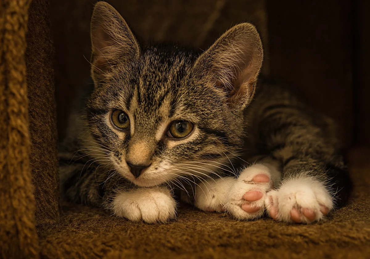 🐱Проблемы с сердцем у кошек: можно ли вовремя определить и предотвратить |  Нос, хвост, лапы | Дзен