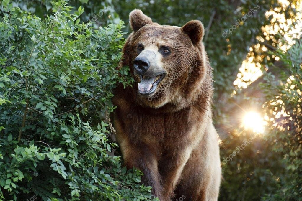 Что делать при встрече в лесу с медведем