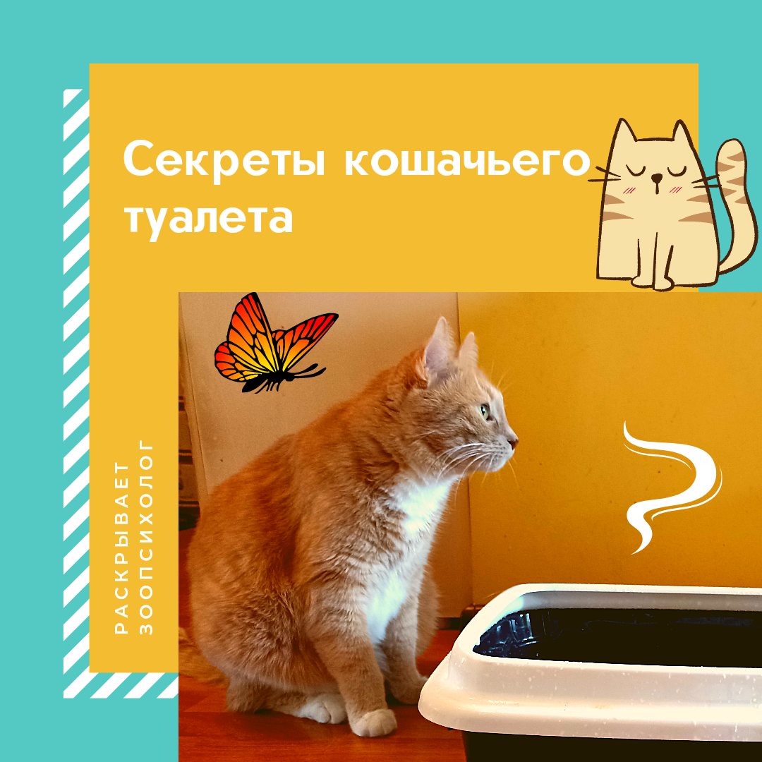 Секрет кота