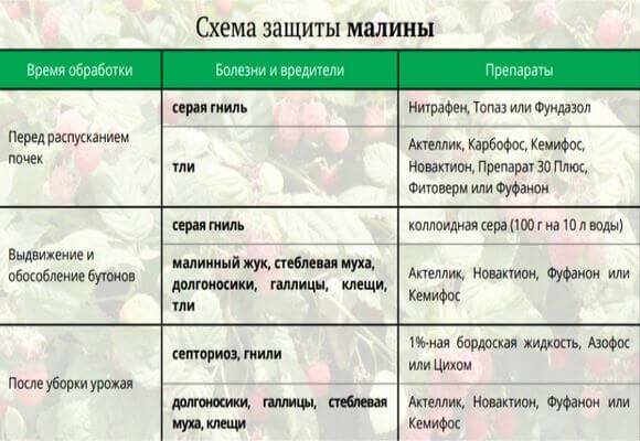 Осенняя обработка клубники от болезней