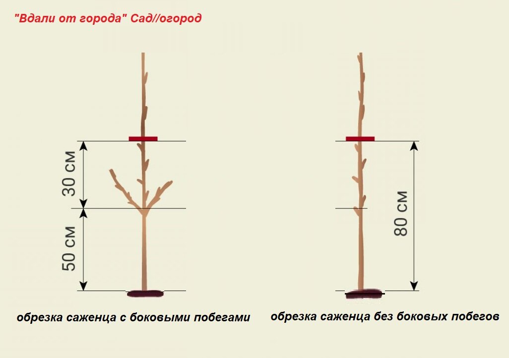 Как обрезать саженец яблони весной