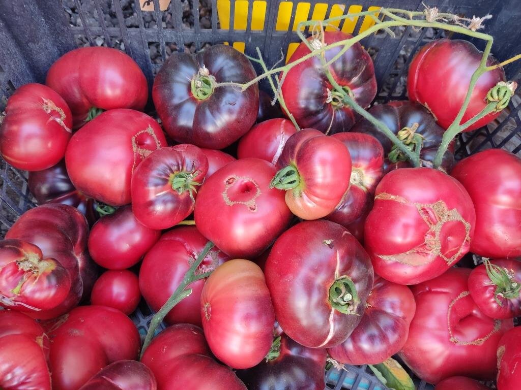 Все фото в этой статье сделаны в Агрофирме Гавриш.