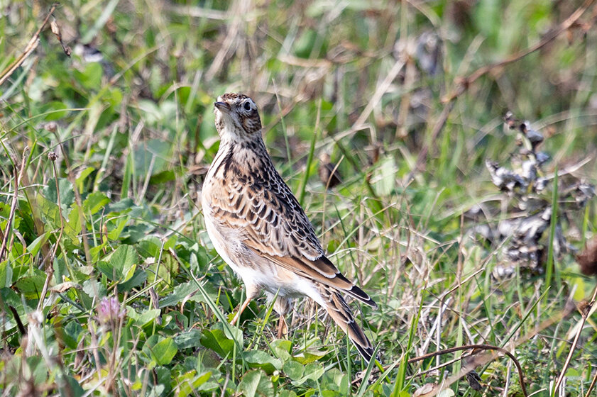 Жаворонок полевой. Остров Итуруп