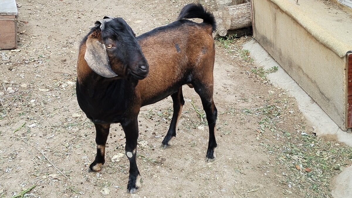 Ассортимент гранулированных комбикормов для коз