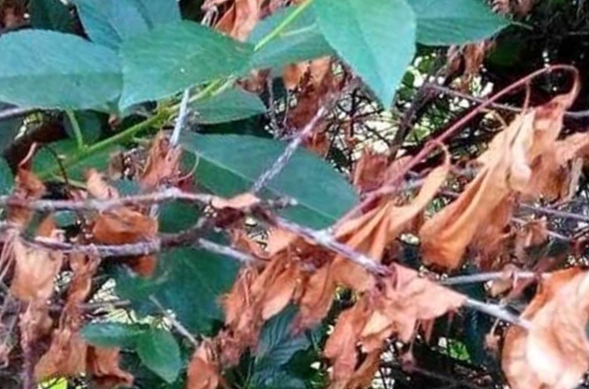 Усохшая вишня