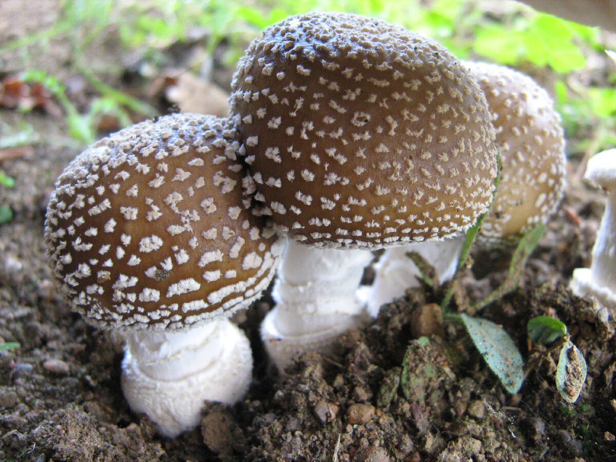 Мухомор пантерный (Amanita pantherina)