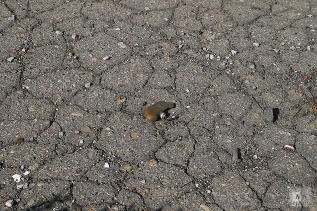    Мина «Лепесток» на пешеходном тротуаре Ярослав Громов © ИА REGNUM